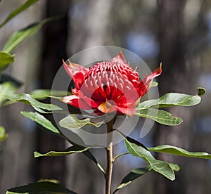 Waratah Flower (Telopea)